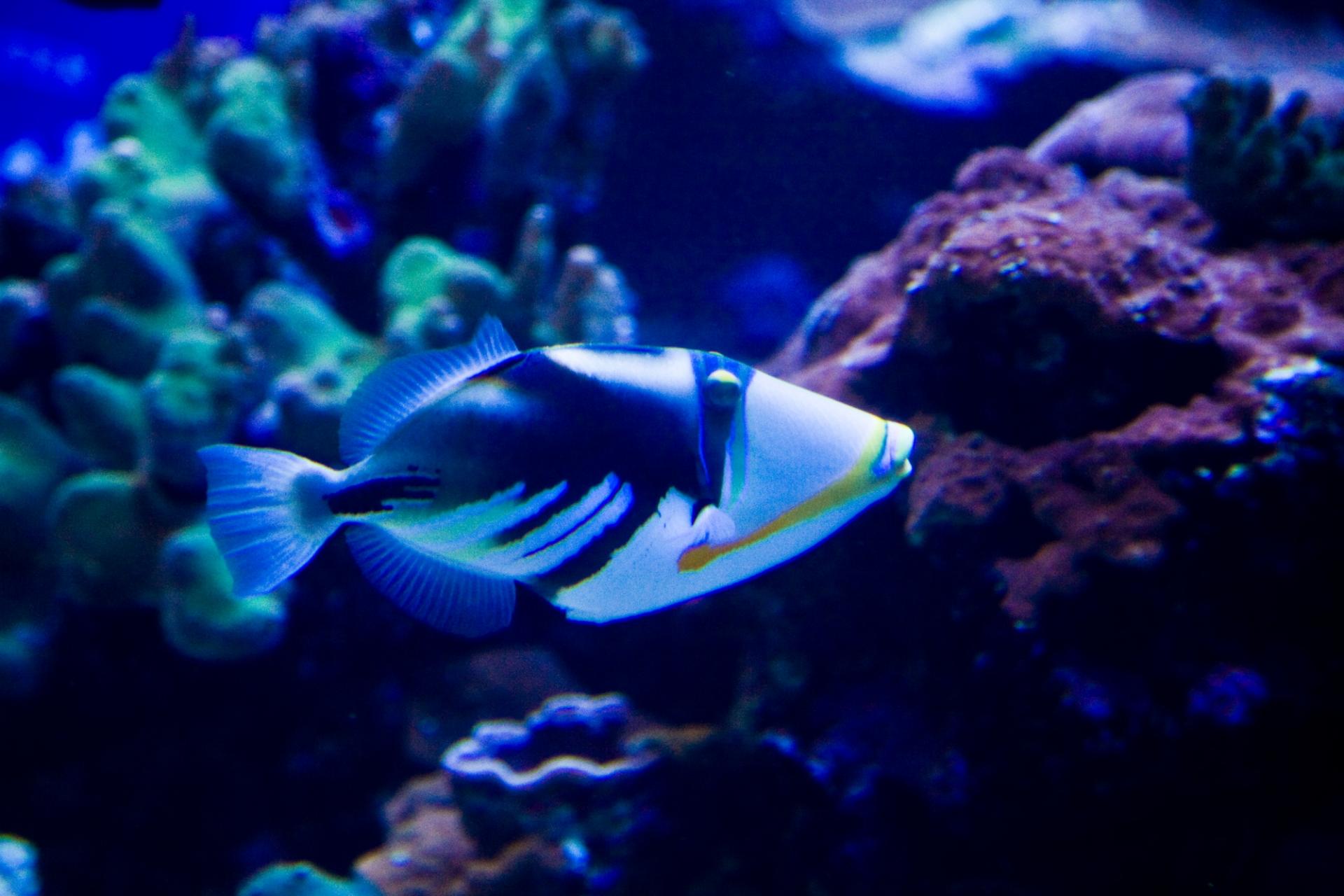 Scuba & Snorkeling Scuba & Snorkeling