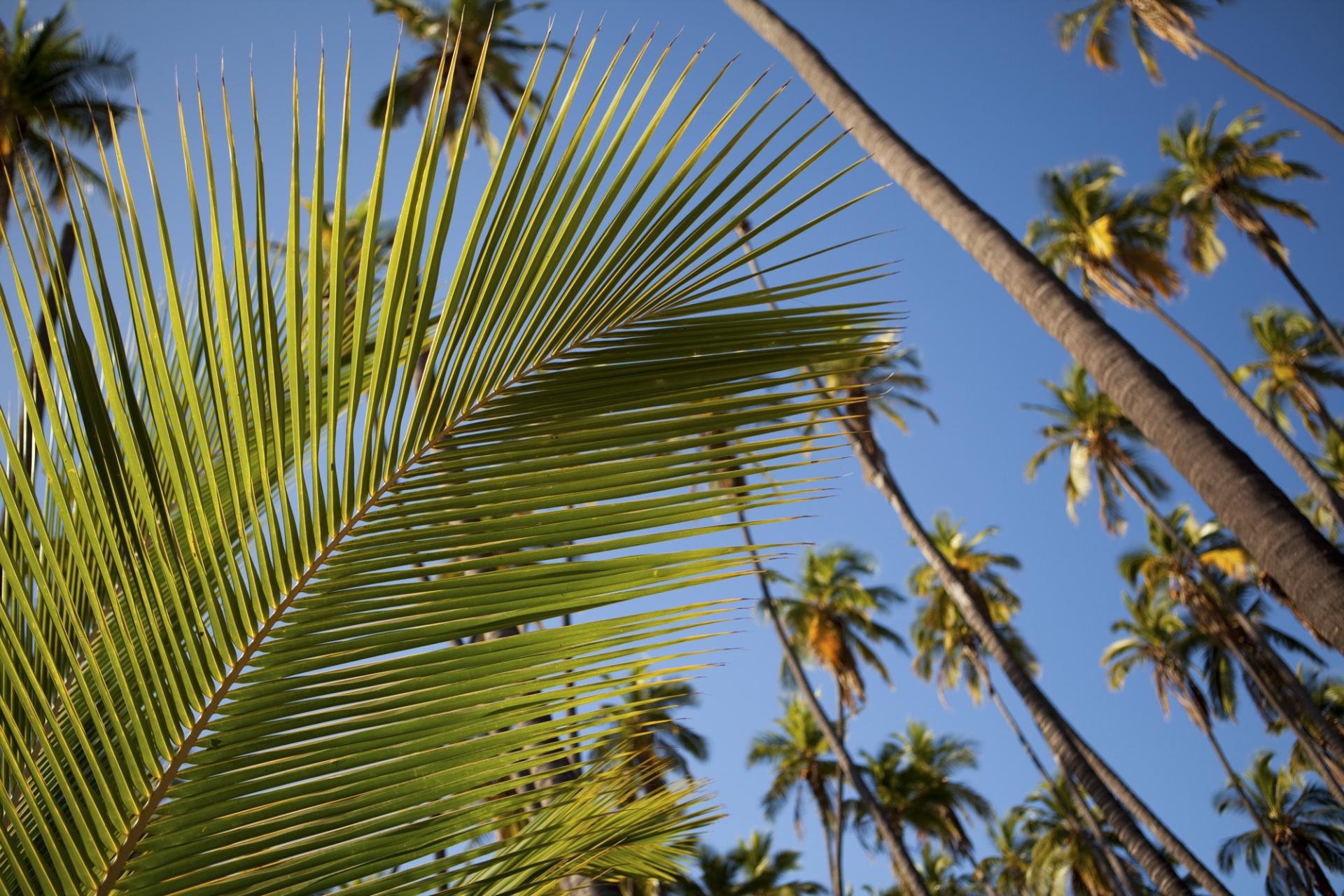Kapuāiwa Coconut Grove Kapuaiwa Coconut Grove