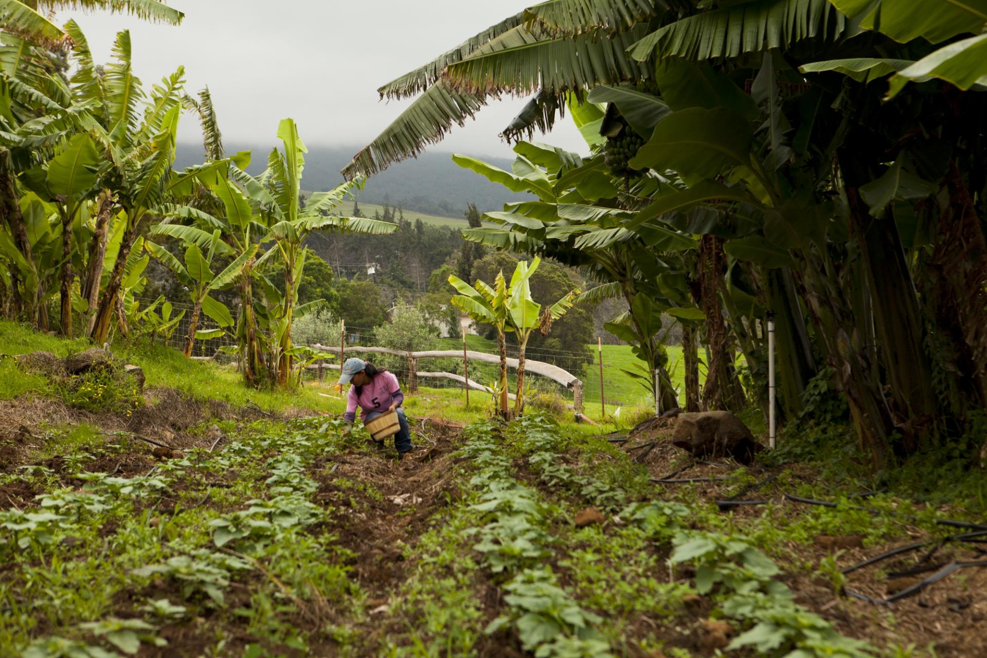 Farm Tours Farm Tours