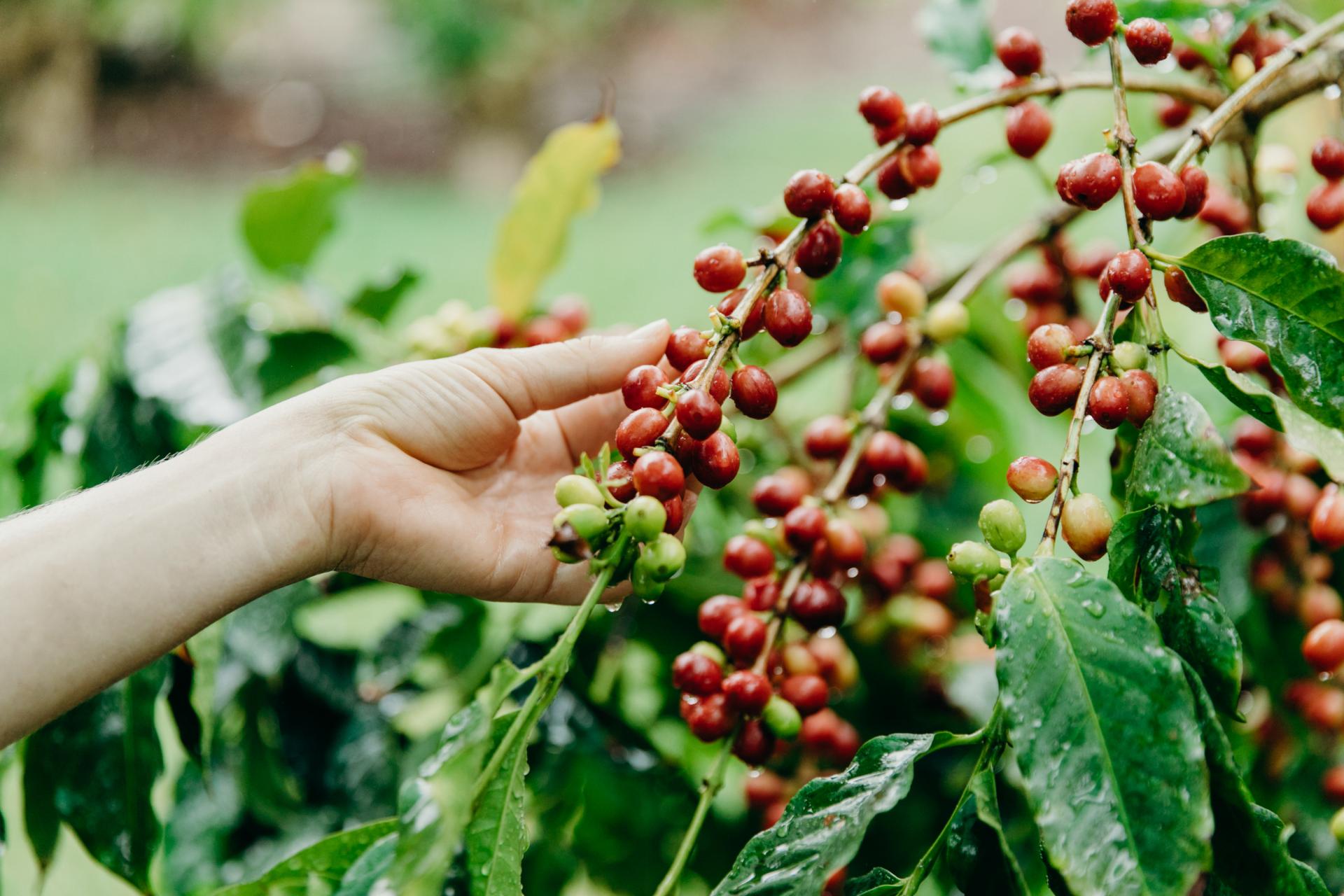 Coffee farm Coffee farm