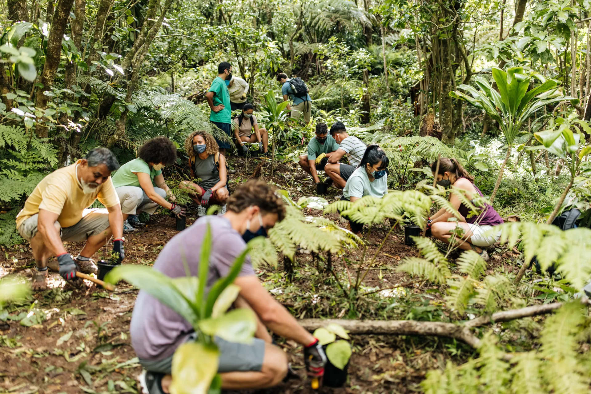 Volunteers with masks begin to replant native plants