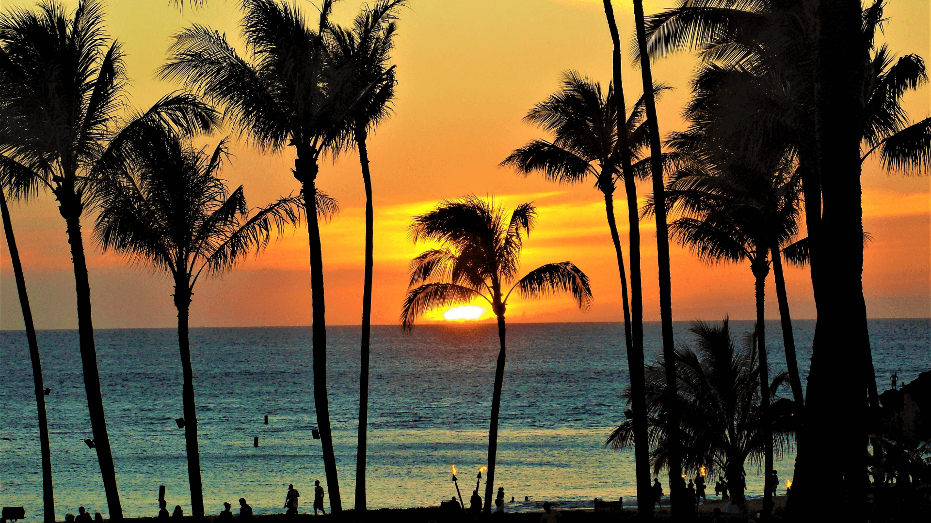 Scenic view of palm trees at sunset Scenic view of palm trees at sunset