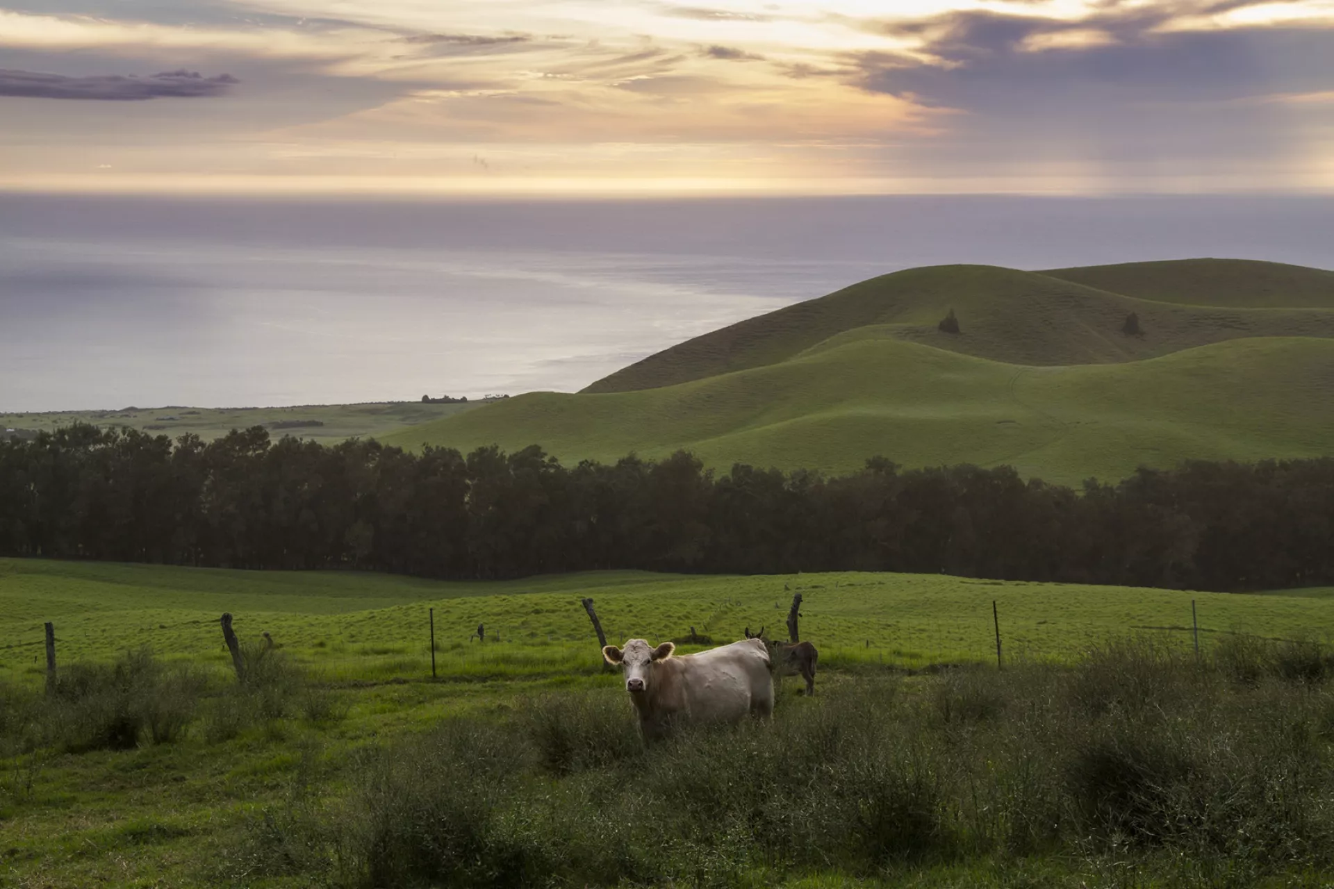 Kohala Kohala
