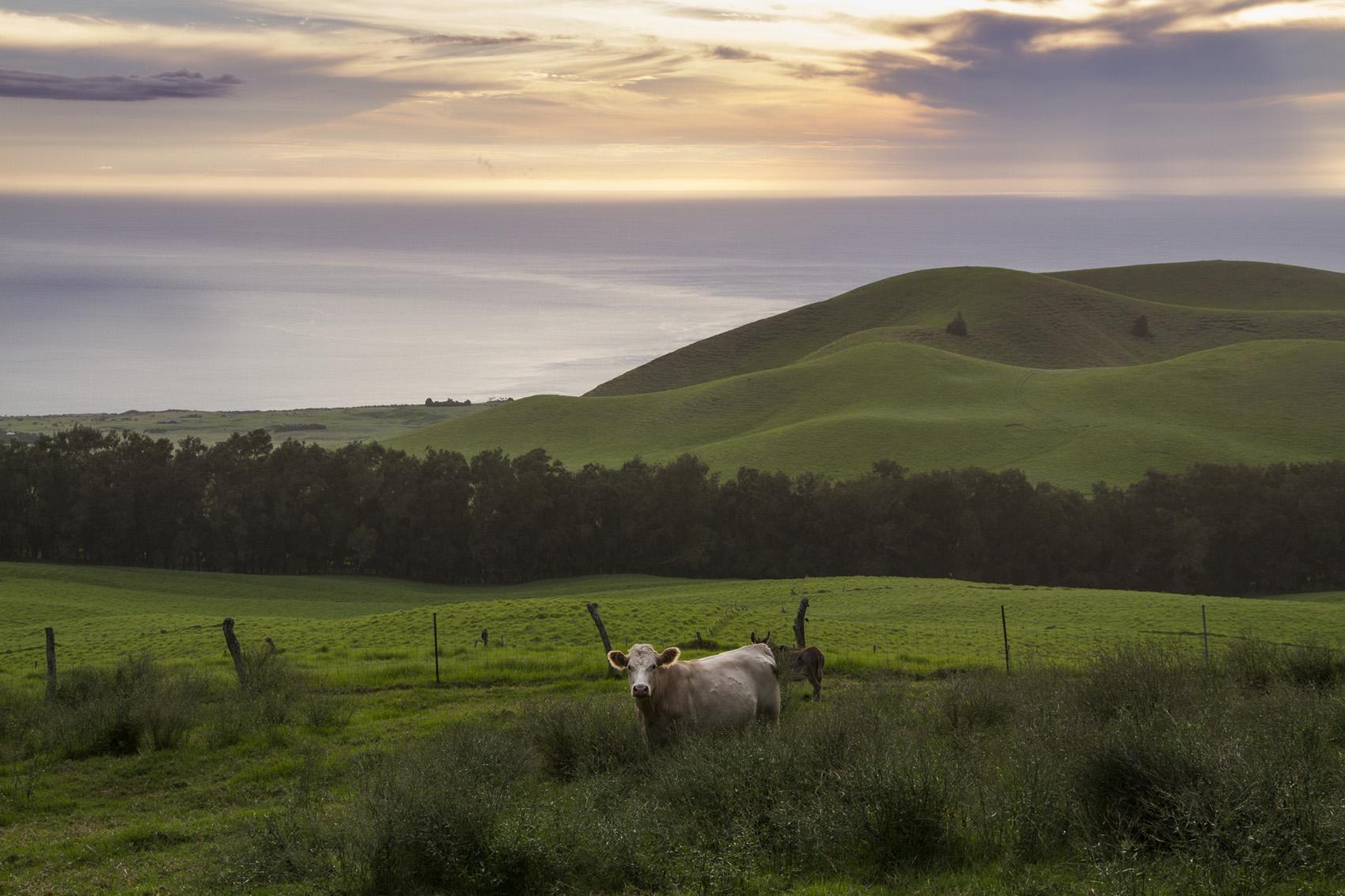 Kohala Kohala