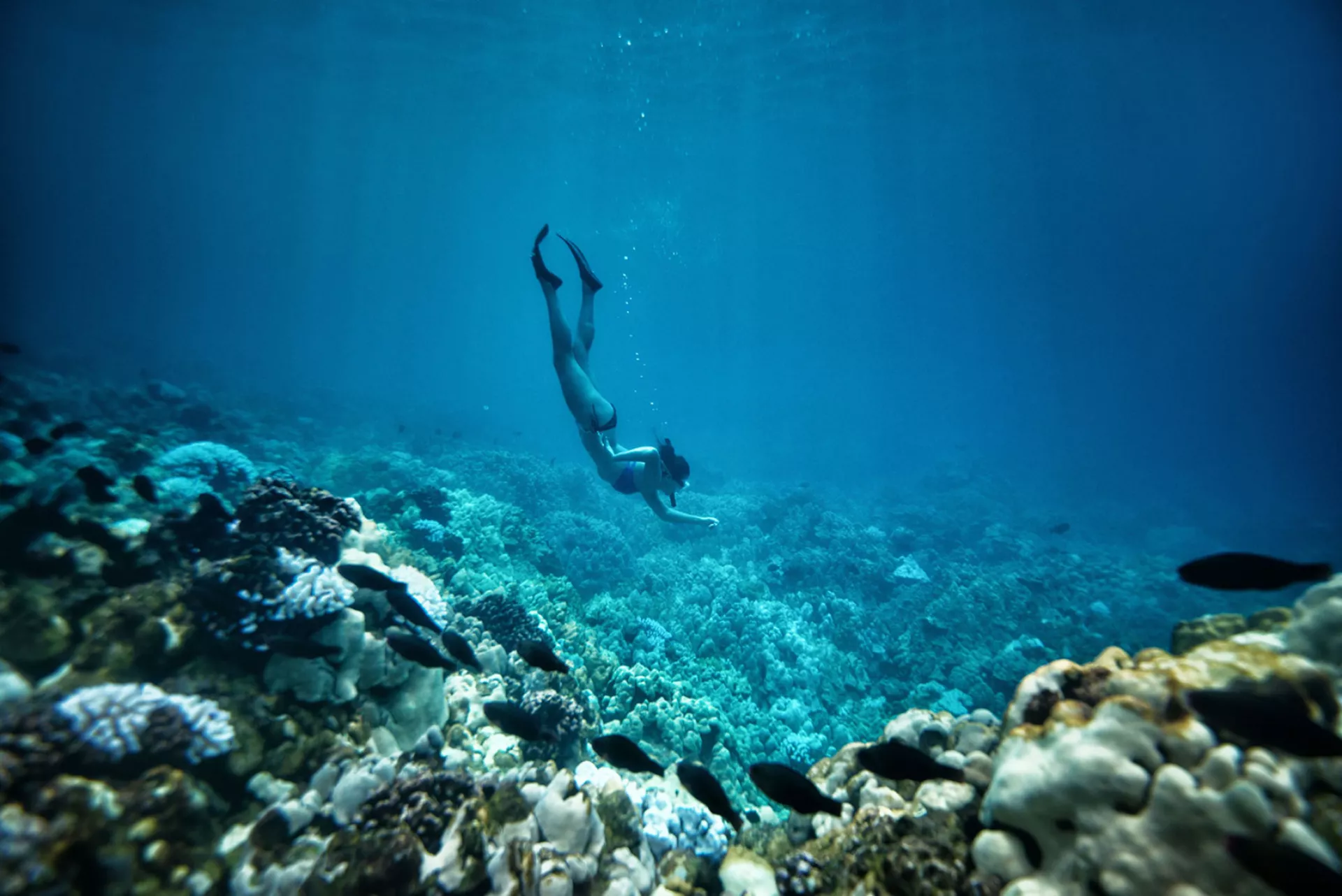 Snorkeling and Scuba Snorkeling and Scuba