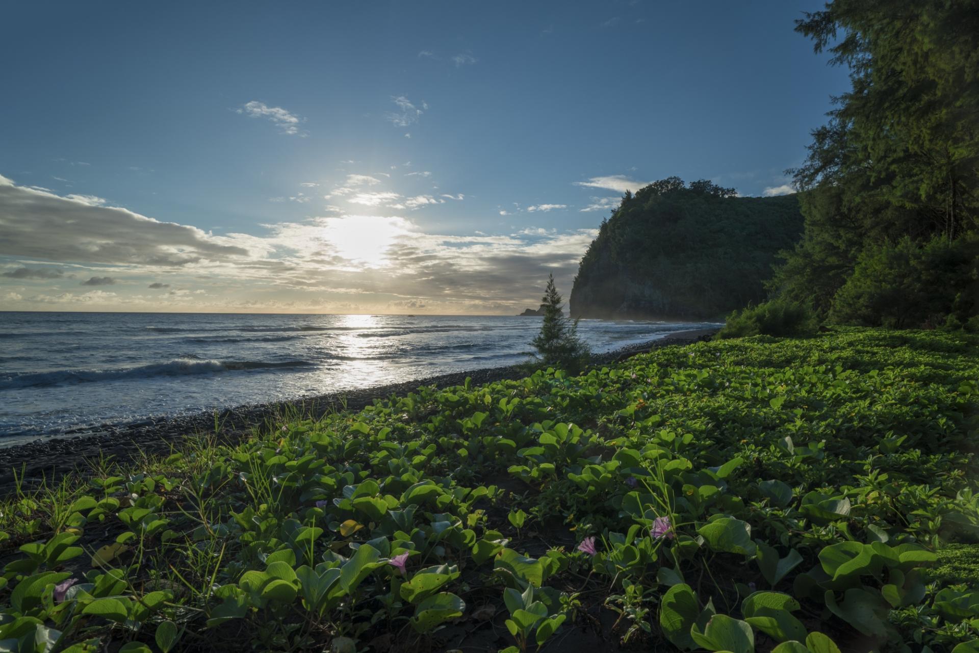 Hāwī Hawi