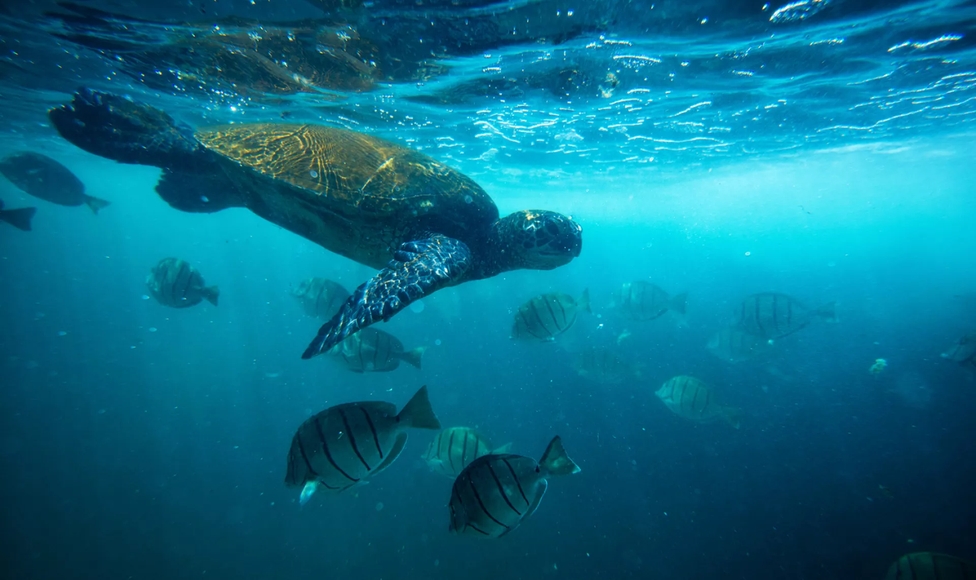 Marine Life Marine Life