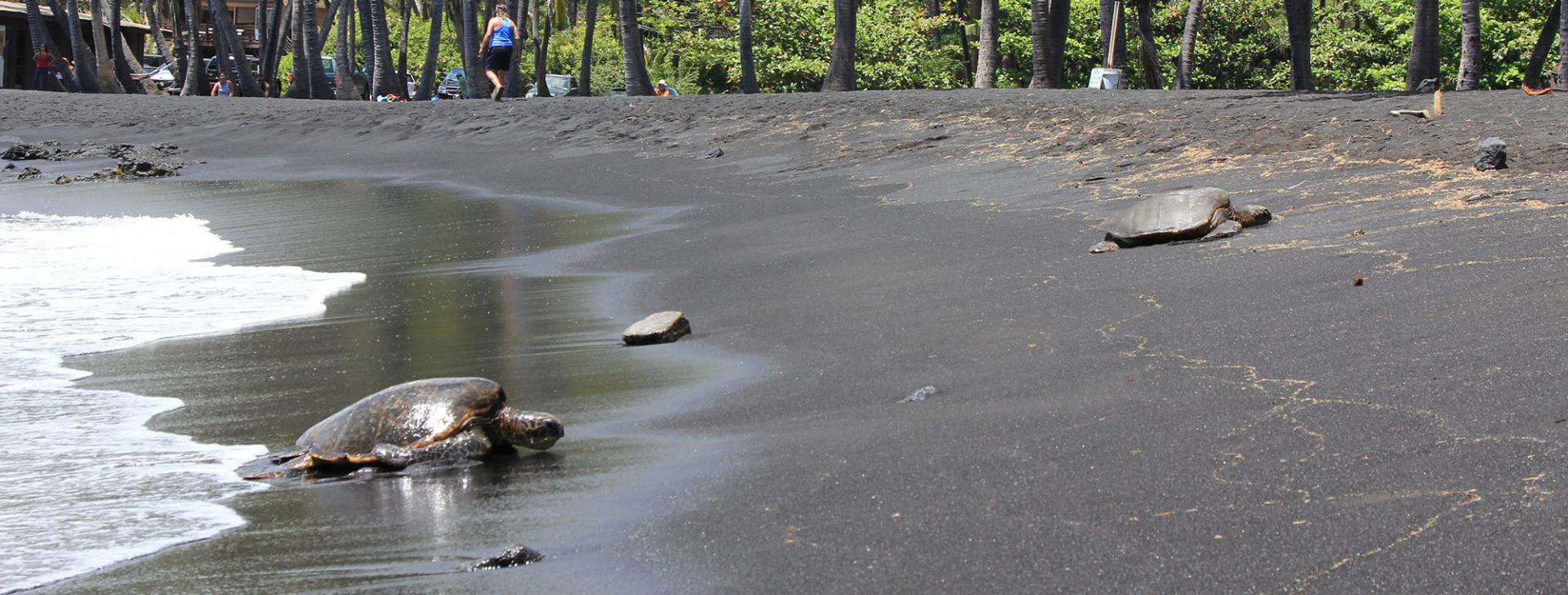 Protected Species | Go Hawaii