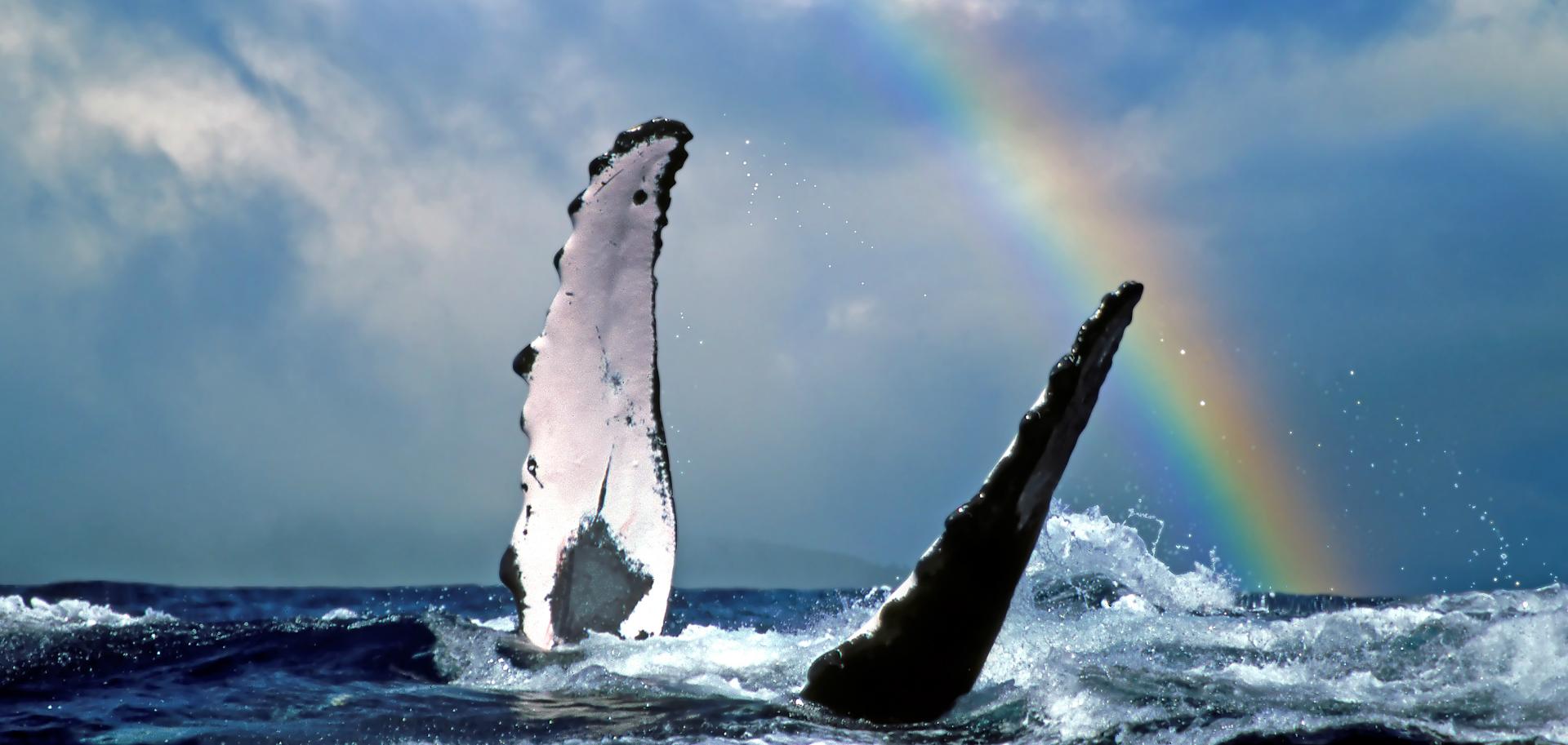 Lanai Whale Watching Go Hawaii