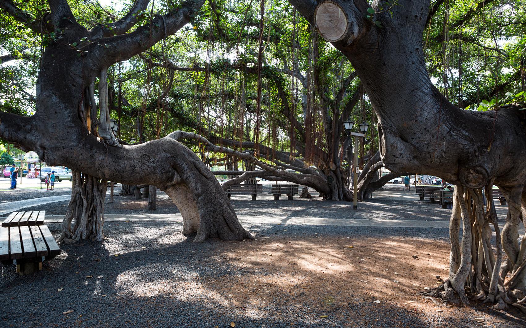 Monstrous Magnificence: Unveiling the World's Largest Banyan Tree, a ...