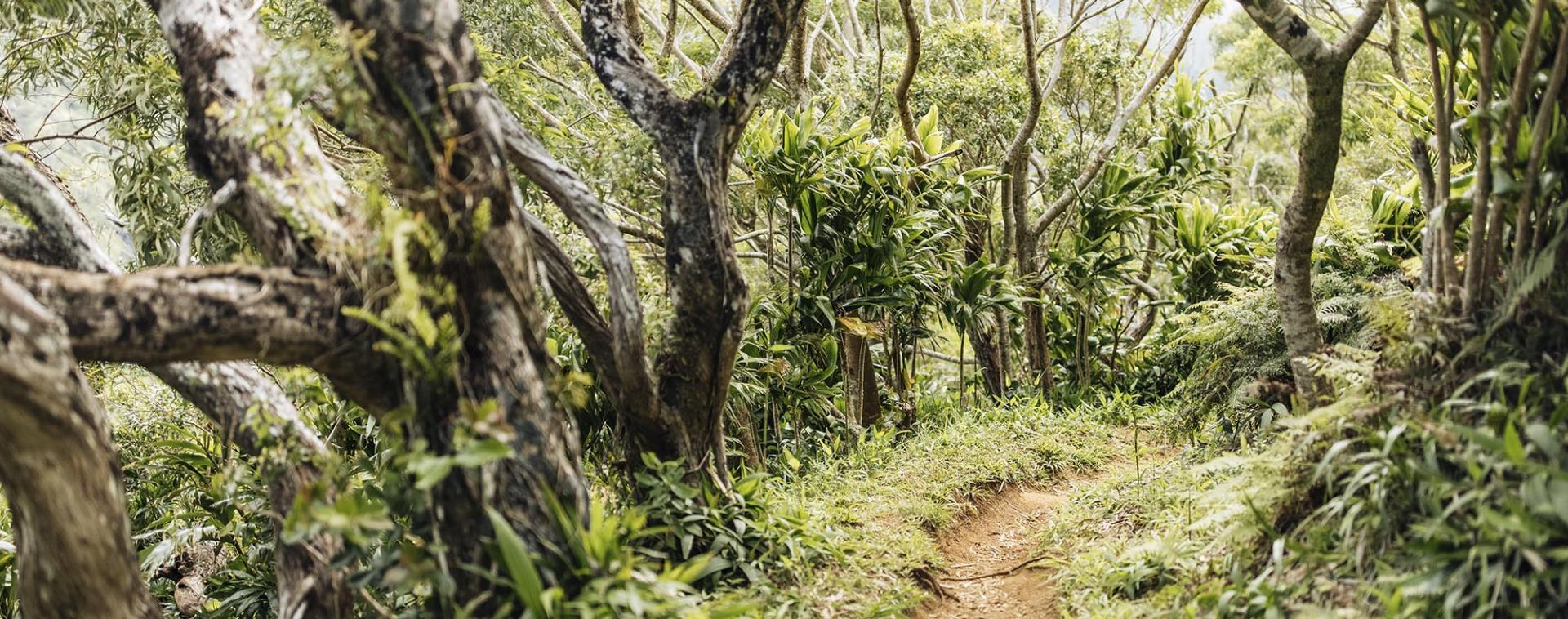 Reforestation on the Hawaiian Islands