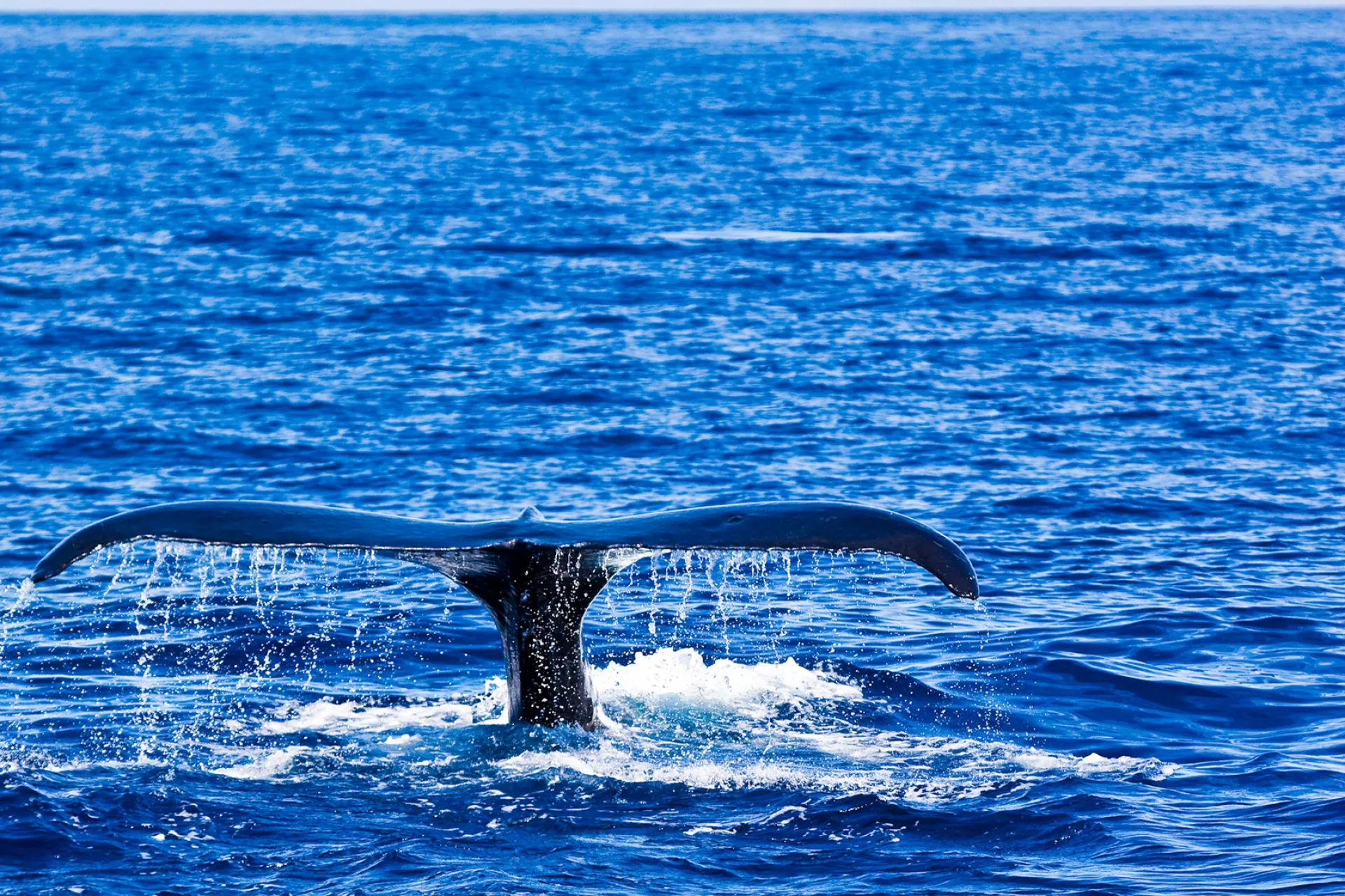 Whales in Hawaiian Culture Whales in Hawaiian Culture