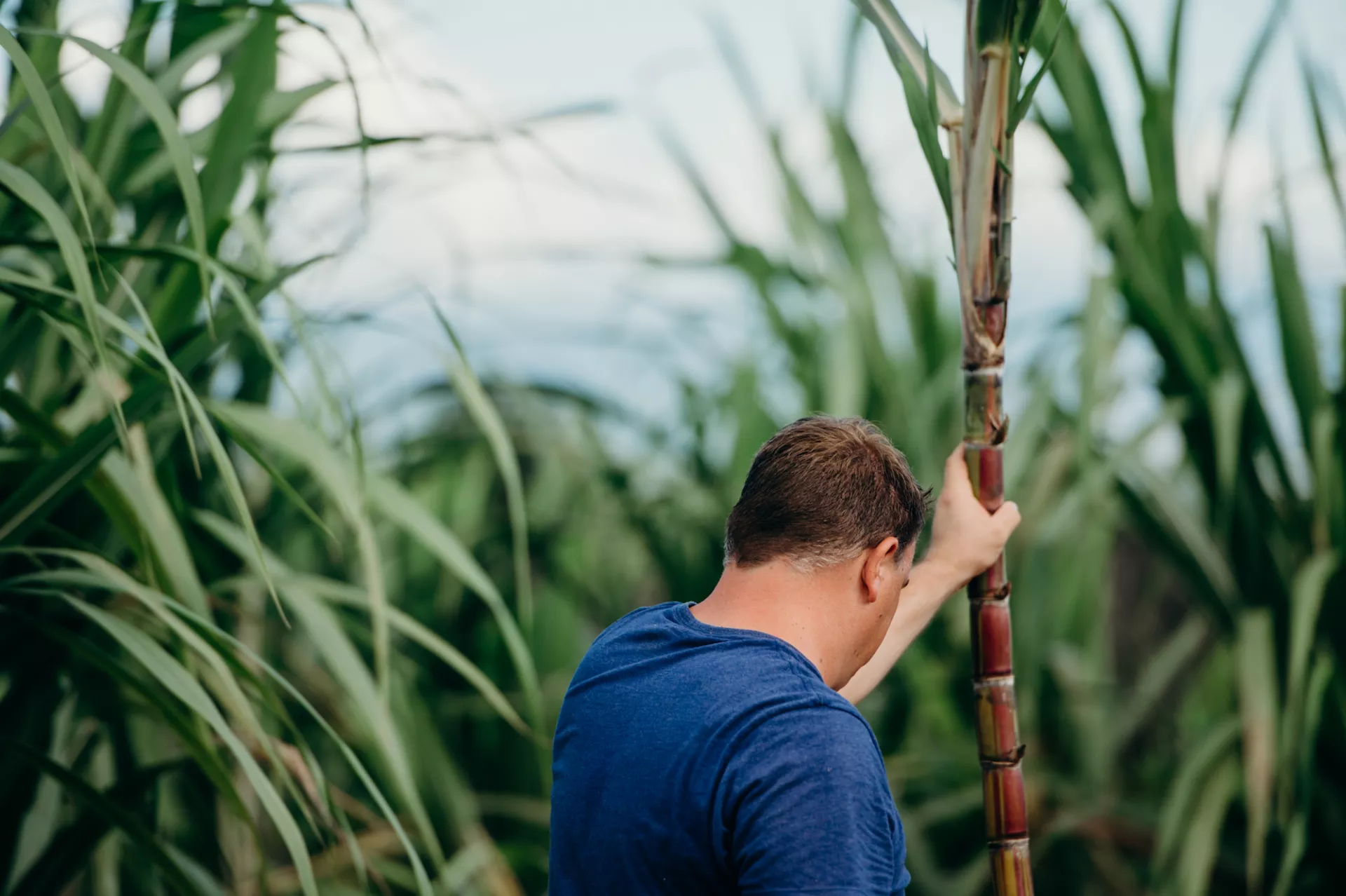 The Nobility of Cane