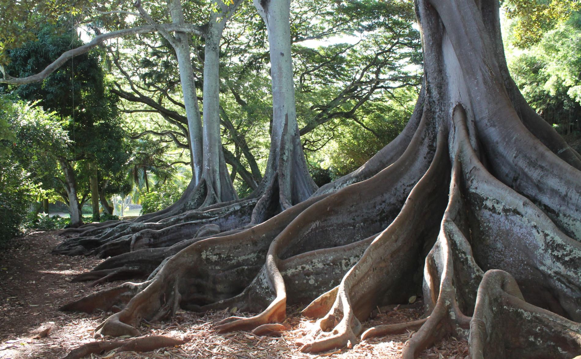 Allerton Mcbryde Gardens Go Hawaii