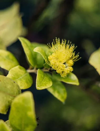 Oʻahu Sustainable Travel Tips