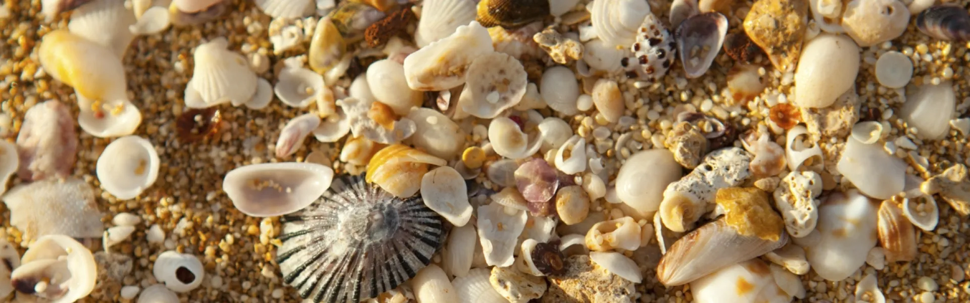 Seashells on the Hawaiian Islands