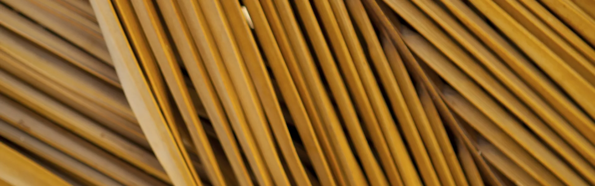 palm