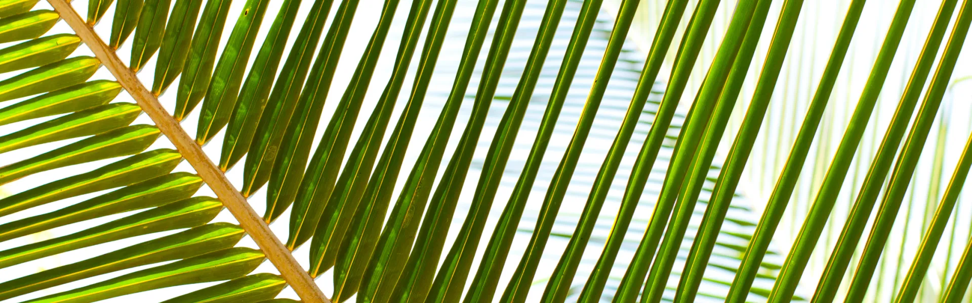 Palm Tree Background