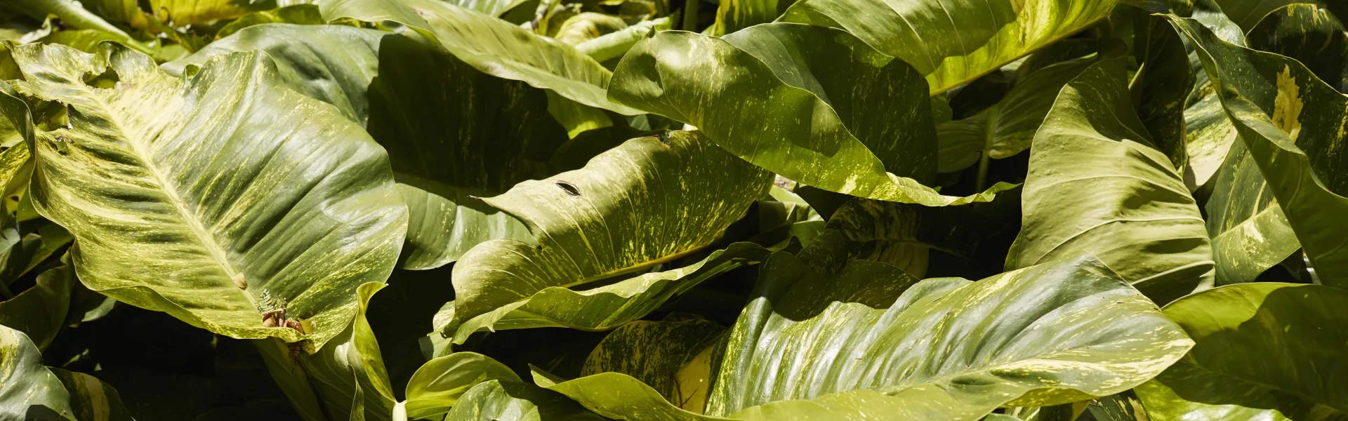 Leaves on Hawaii Island