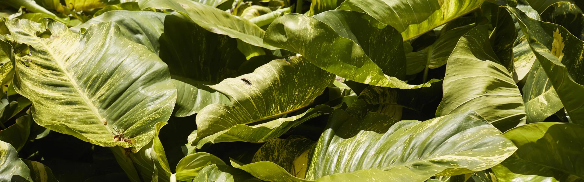 Leaves on Hawaii Island