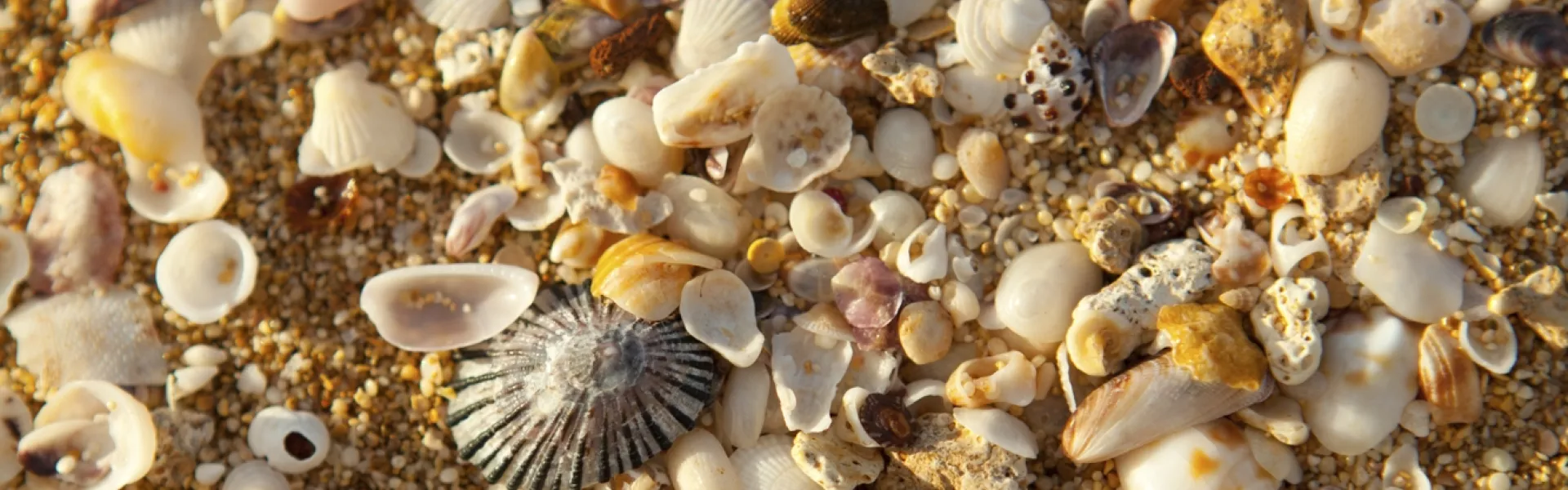 Seashells Hawaii