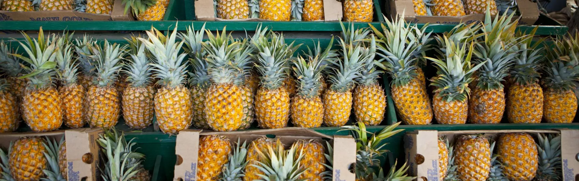Rows of fresh pineapples 