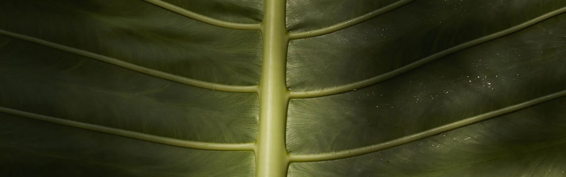 Close up of a leaf 
