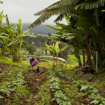 Upcountry Maui Upcountry Maui