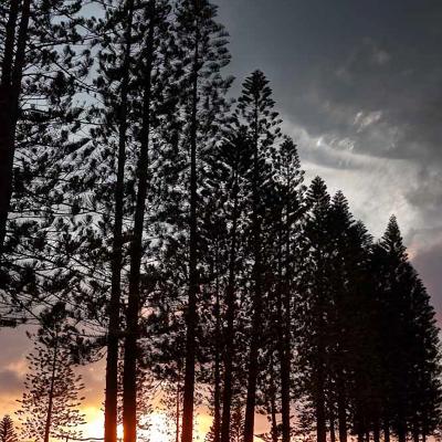 Central Lānaʻi Sunset behind ohia lehua trees in Central Lanai