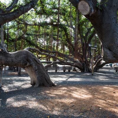 The Banyan Tree