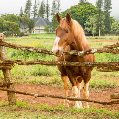 Horseback Riding