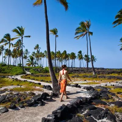 Palm trees lining the historic Puuhonua o Honaunau National Historical Park with a stone wall and coastal views.