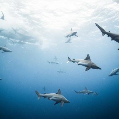 Shark Dives