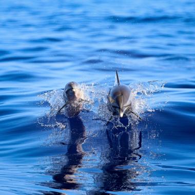 Kona Dolphin Sightings