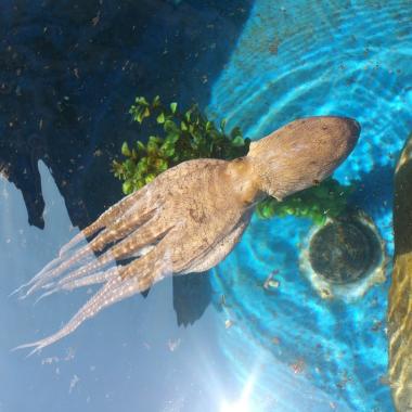 Ocean Conservation tour to Kanaloa Octopus Farm - Tuesday's and Thursday's Ocean Conservation tour includes a visit to Kanaloa Octopus Farm.