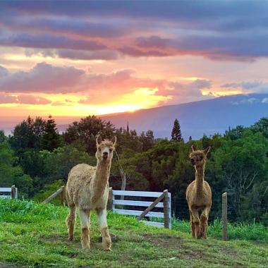 Alpaca Picnic