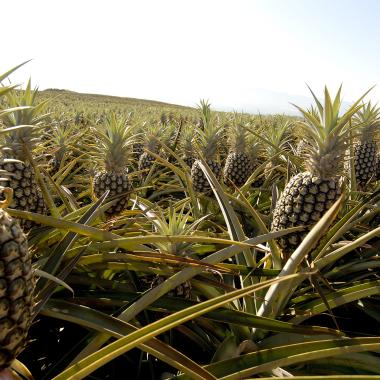 Pineapple Field