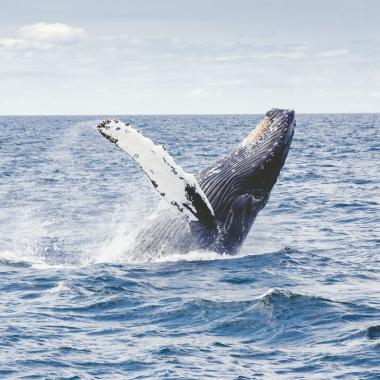 Whale breaches on an Whales and You tour