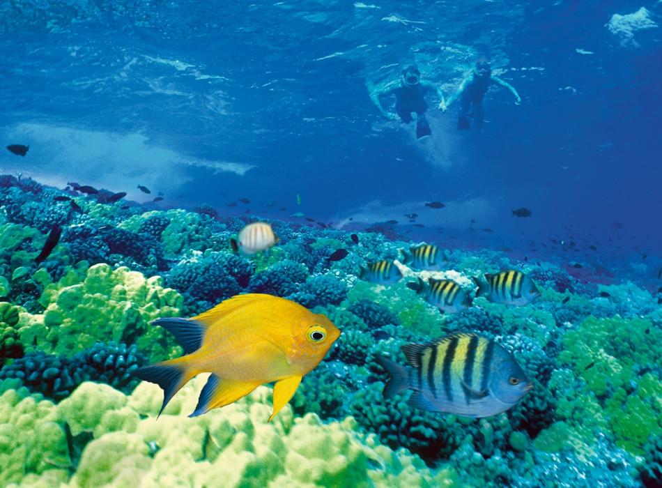 Alii Nui Sailing Charters Go Hawaii