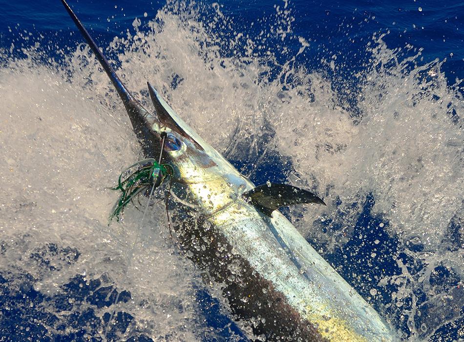 Fish Maui | Go Hawaii