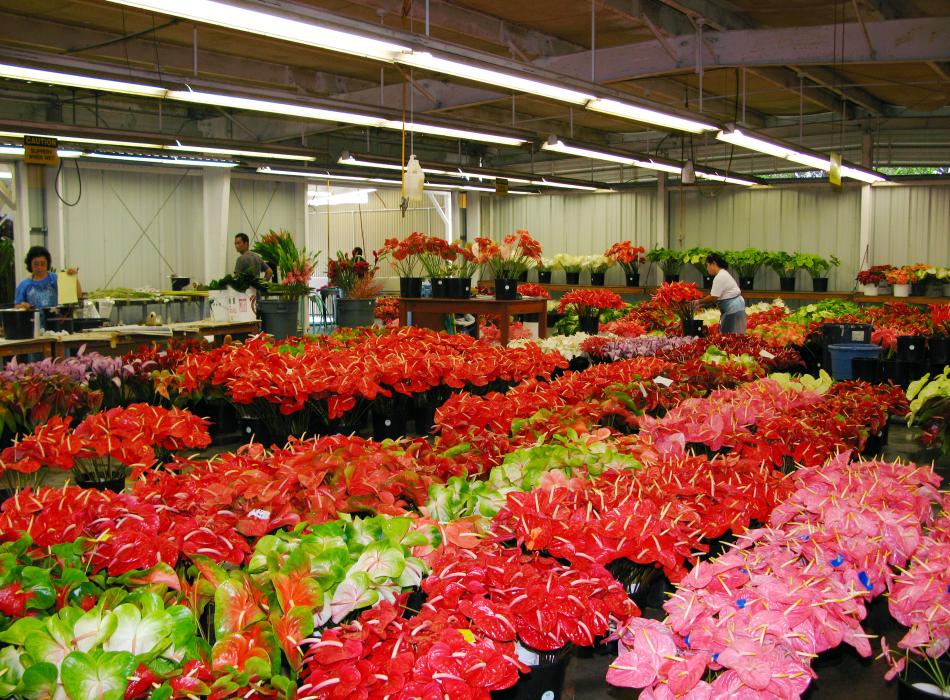 Green Point Nurseries, Inc. Go Hawaii