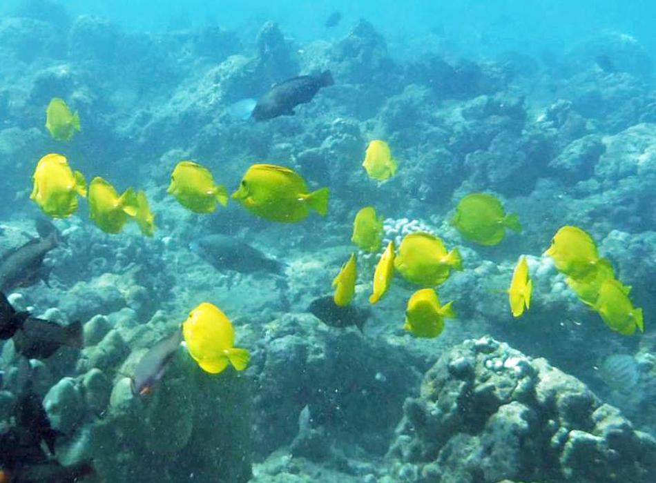 Hanauma Bay Dive Tours Go Hawaii