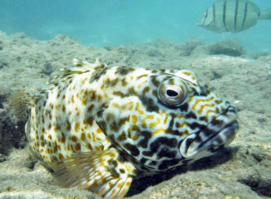 Hanauma Bay Dive Tours Go Hawaii