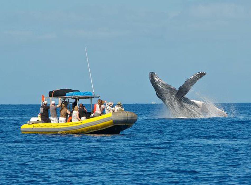 Ultimate Whale Watch and Snorkel Go Hawaii