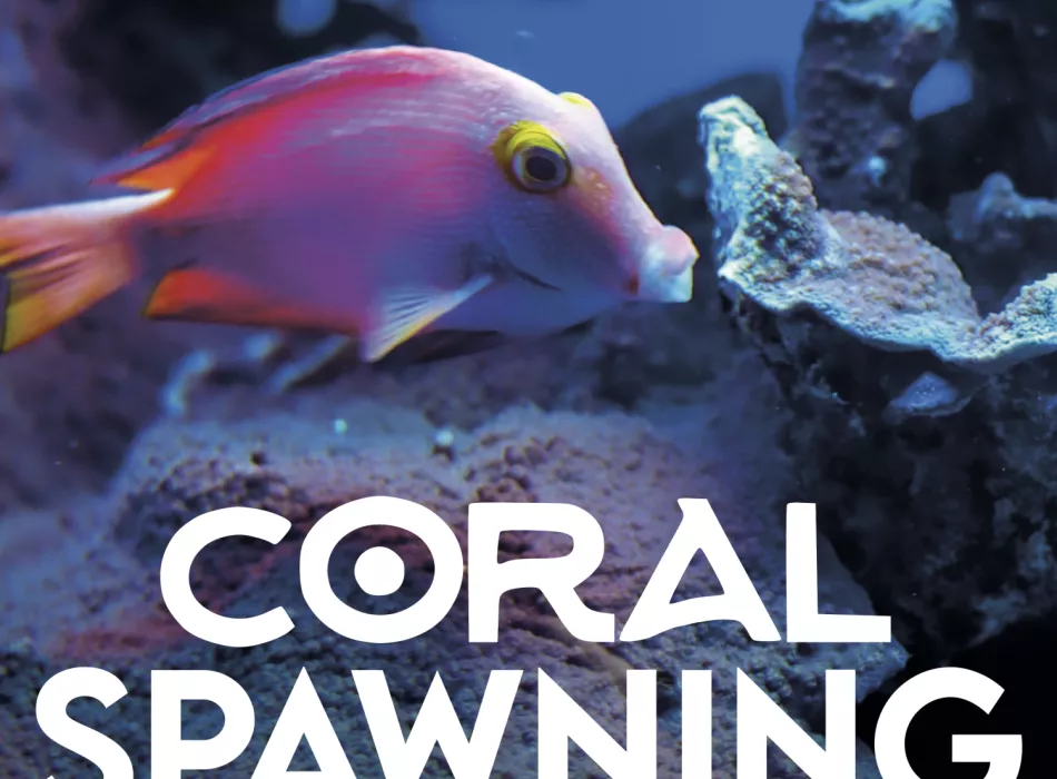 Coral Spawning Night