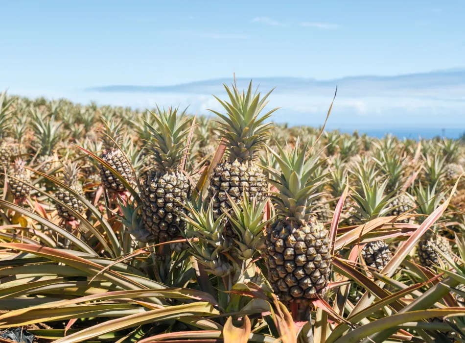 Maui Gold pineapples grown and hand-harvested at Hāli‘imaile Farms. 