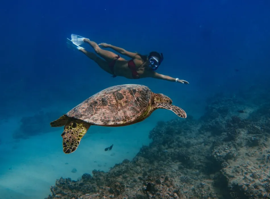 Iruka Hawaii Dolphin | Go Hawaii