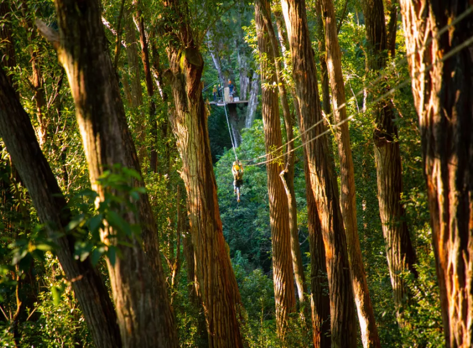 Kohala Zipline | Go Hawaii