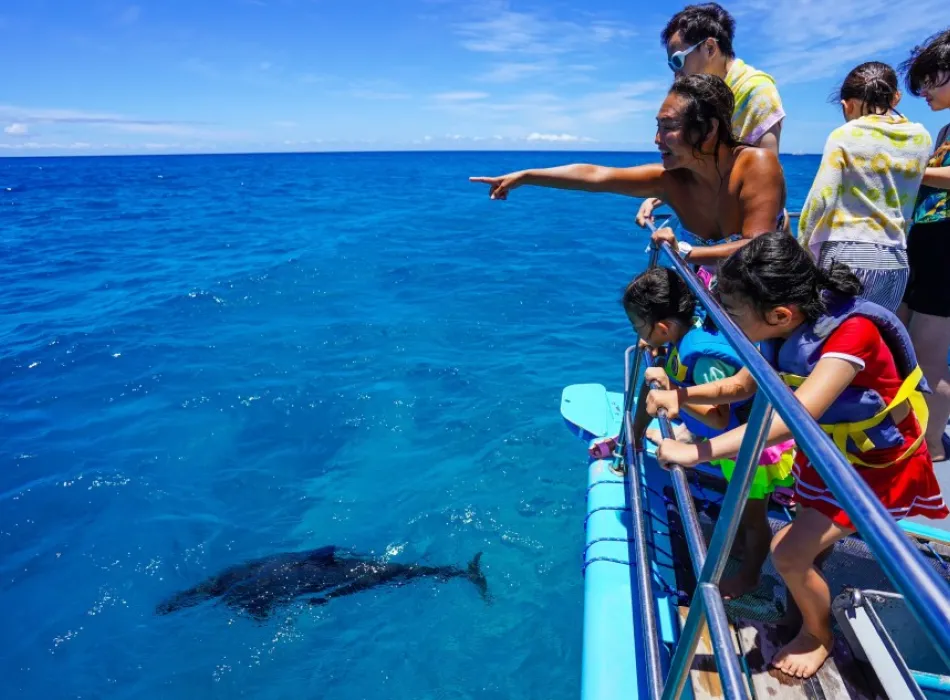 Iruka Hawaii Dolphin | Go Hawaii