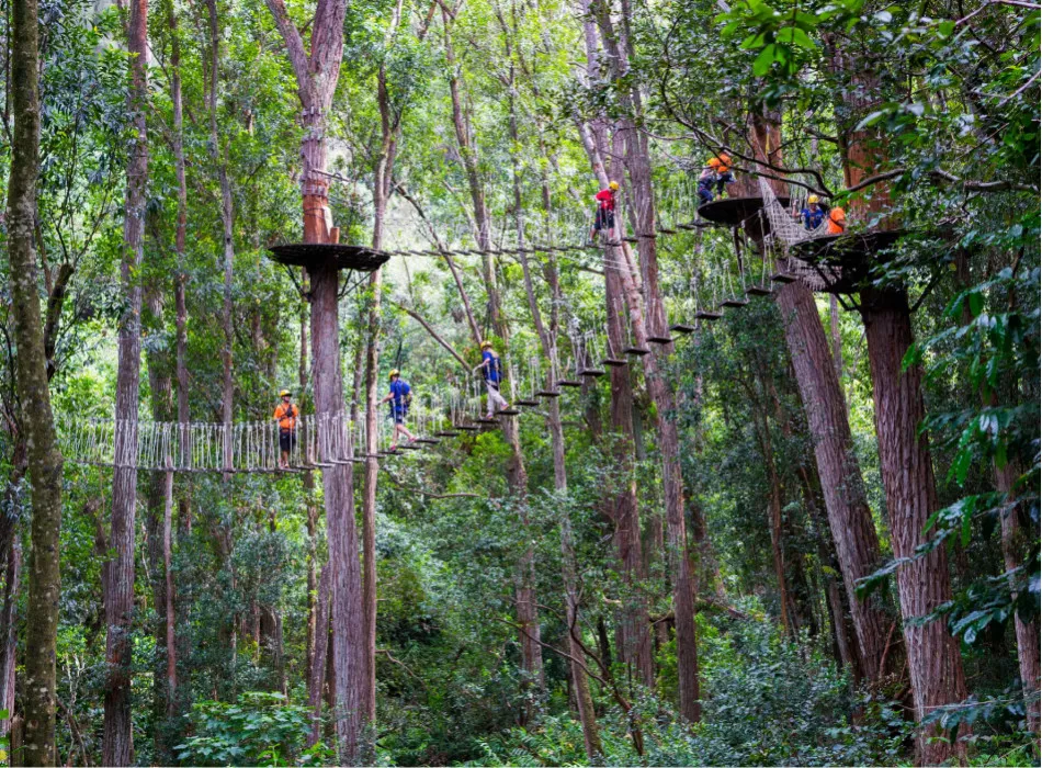 Kohala Zipline | Go Hawaii